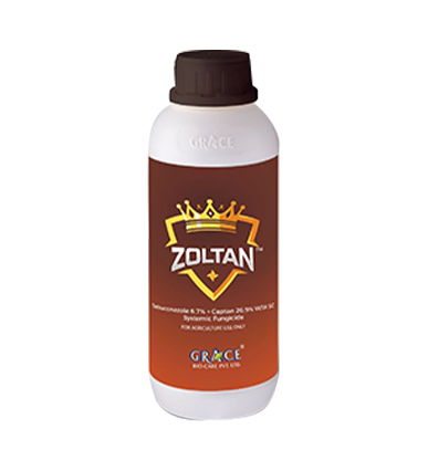 Zoltan