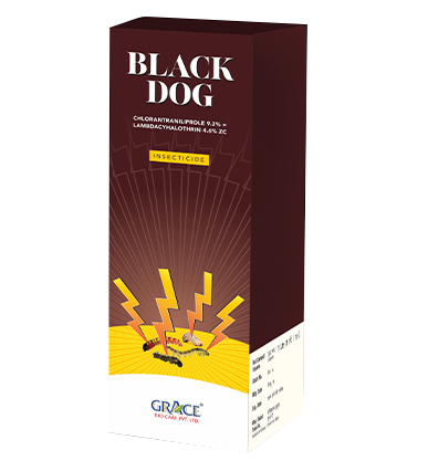 Black Dog