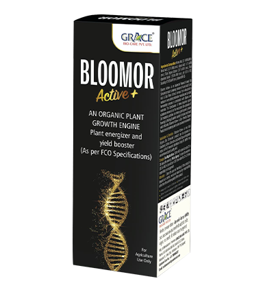 BLOOMOR (ACTIVE +)
